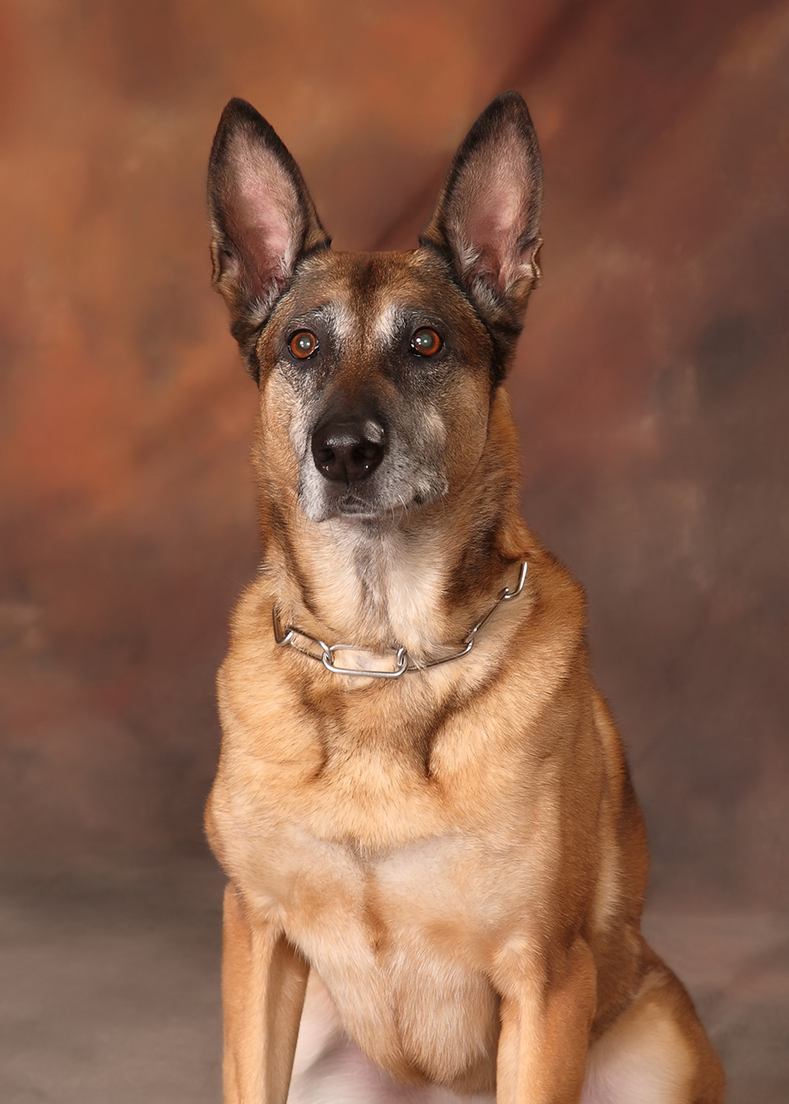 Image of PSD Koda