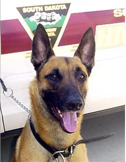 Image of Ajax - police service dog
