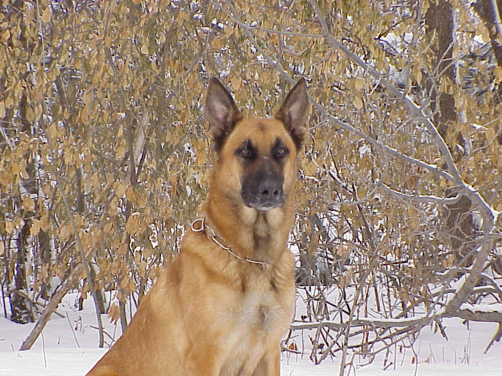 Image of PSD Kaz