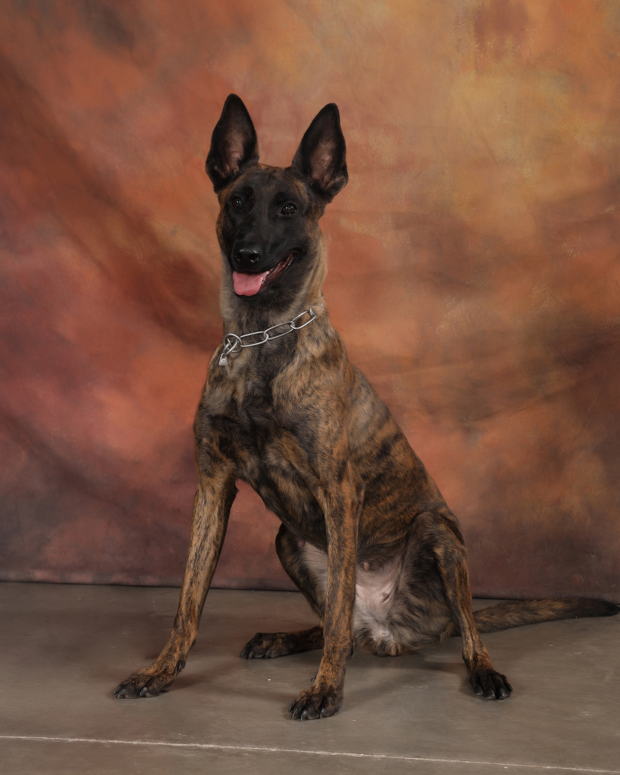 Image of Nala - police service dog