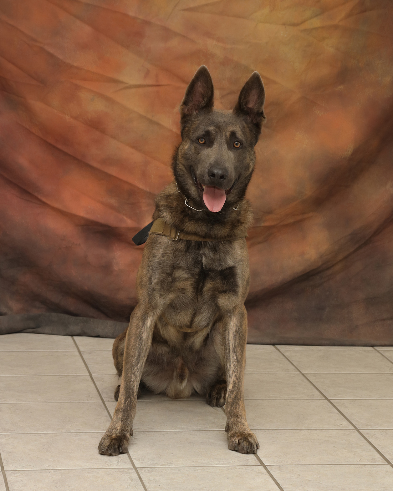 Image of Drago - police service dog