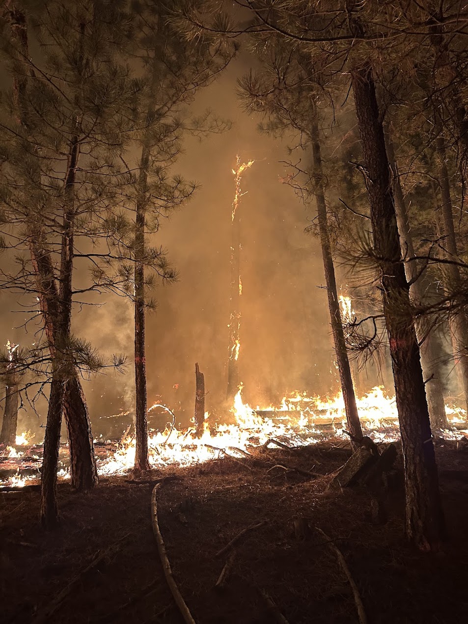 Image of fire burning at night in the trees