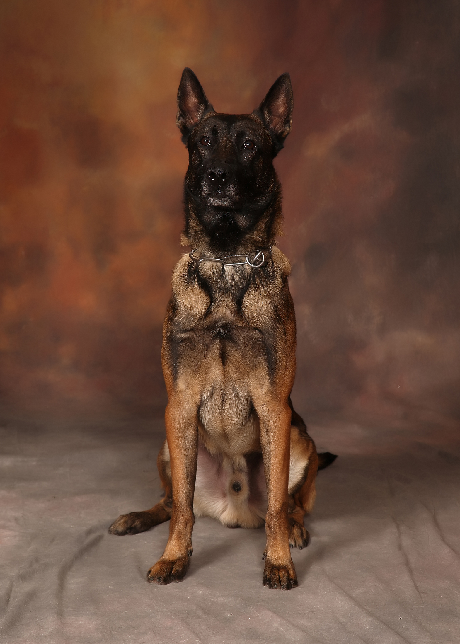 Image of PSD Rex