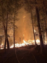 Image of fire burning at night in the trees