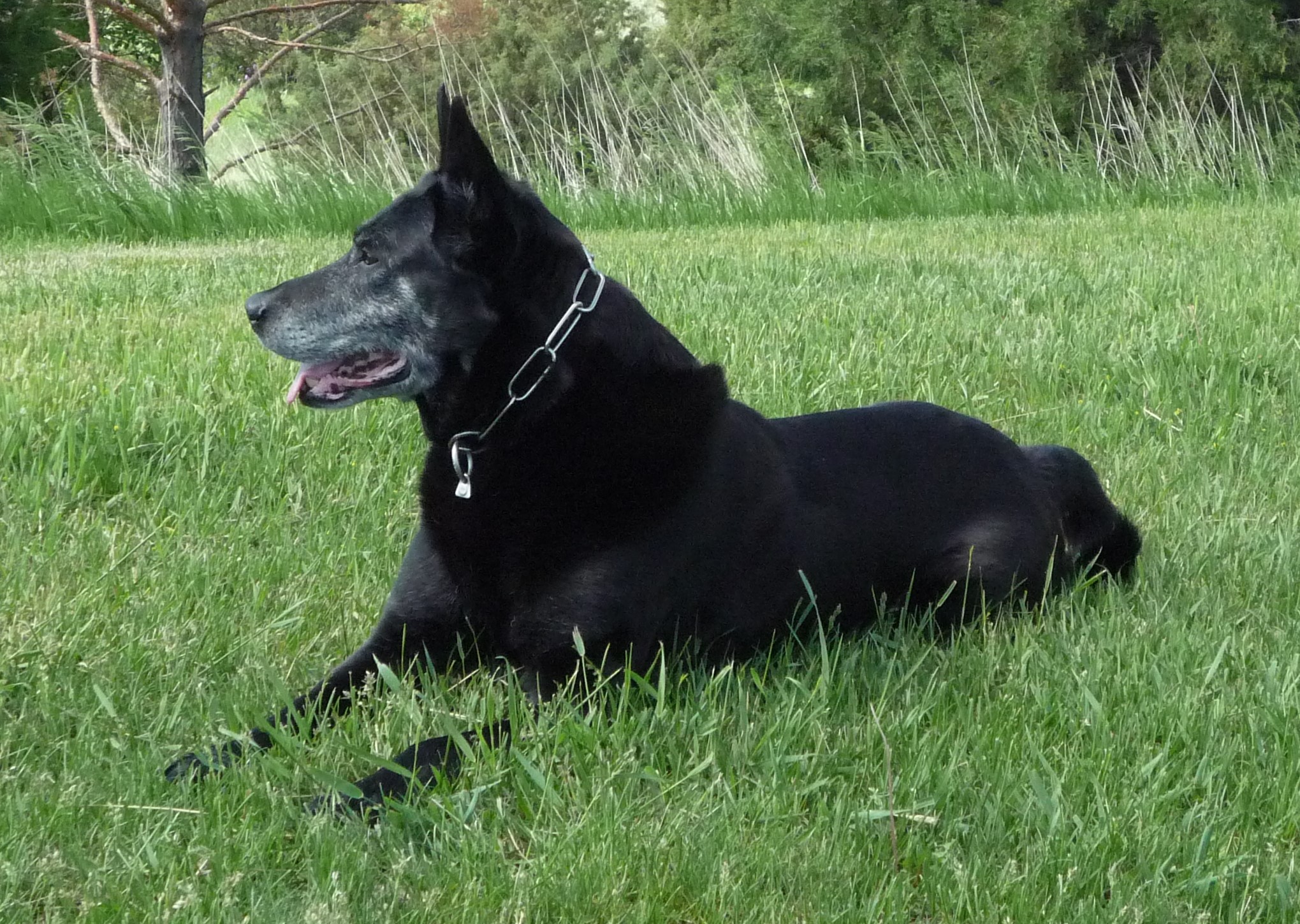 Image of PSD Jet