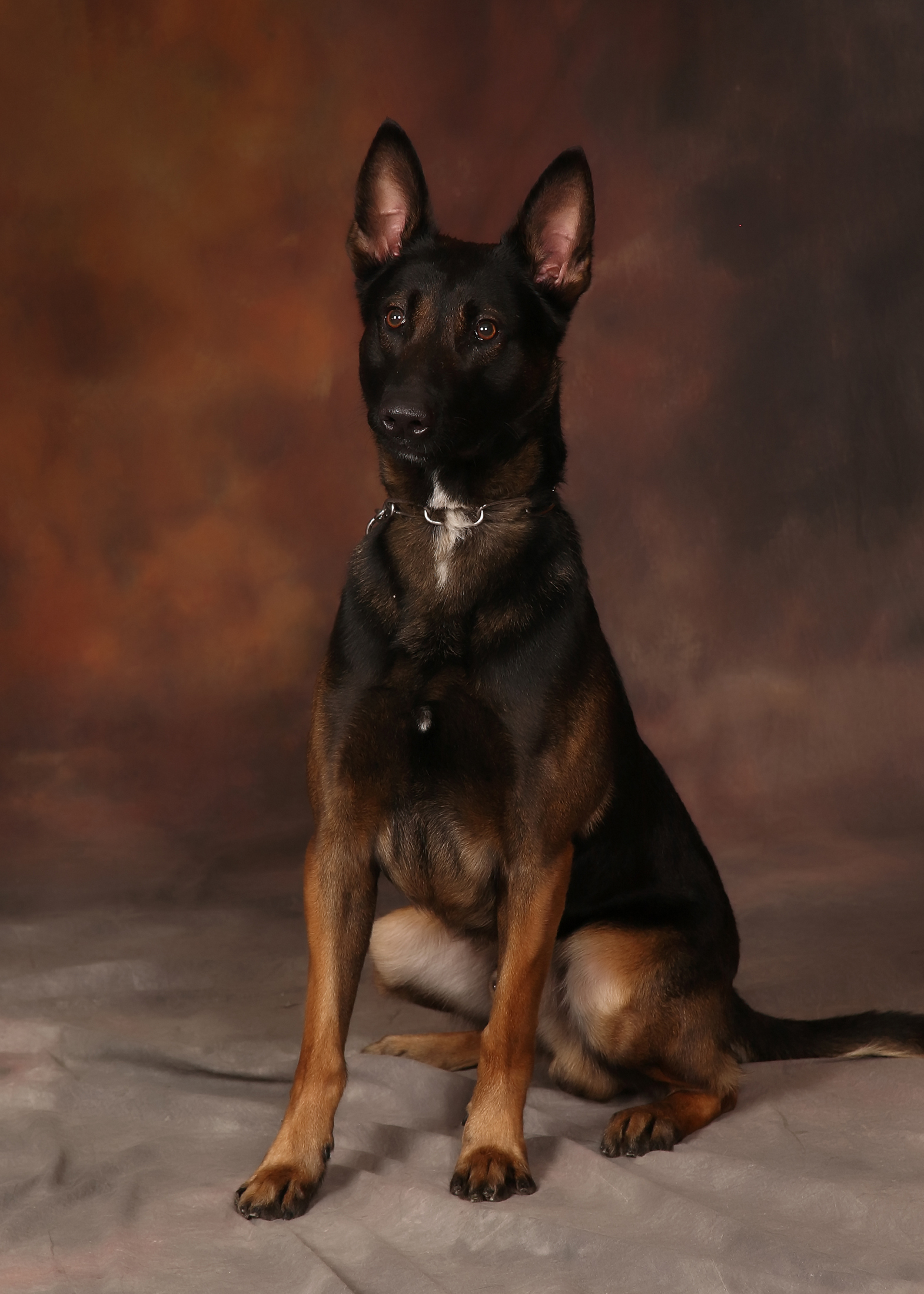 Image of Sem - police service dog