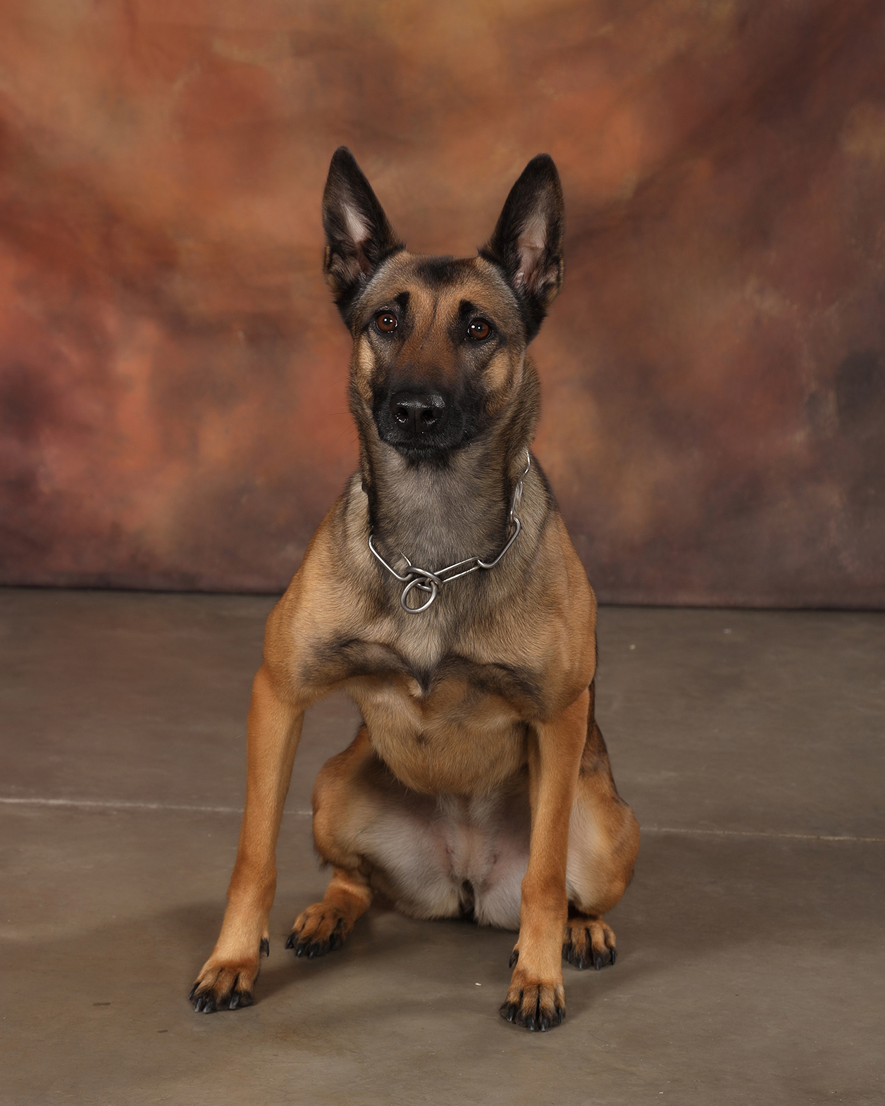Image of Demi - police service dog
