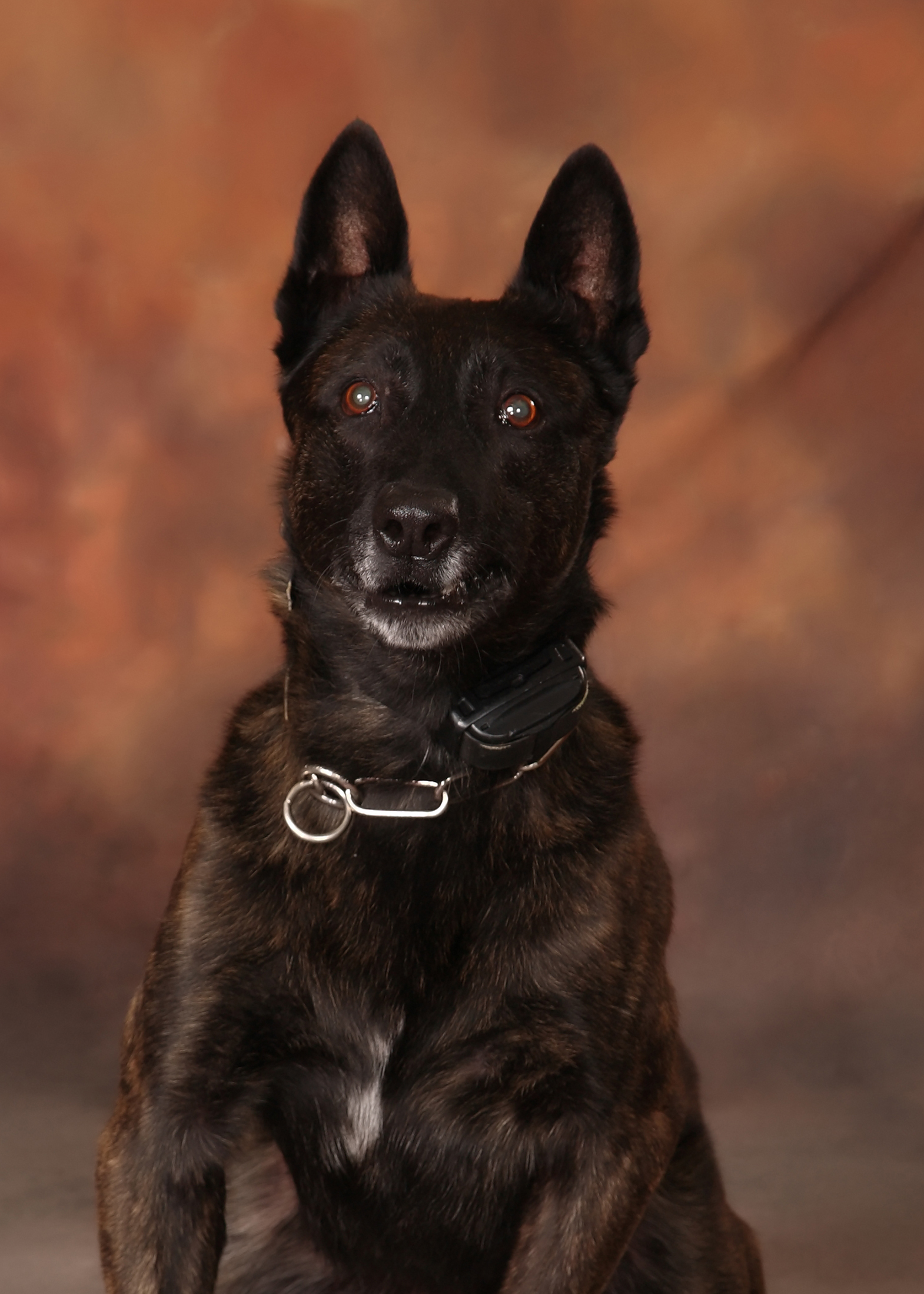 Image of PSD Rocko