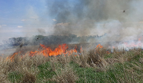 image of prescribed burn in tally grassy area