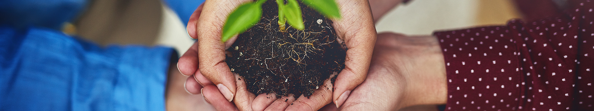 Image of woman's hands holding potting soil with a sprout growing from the center
