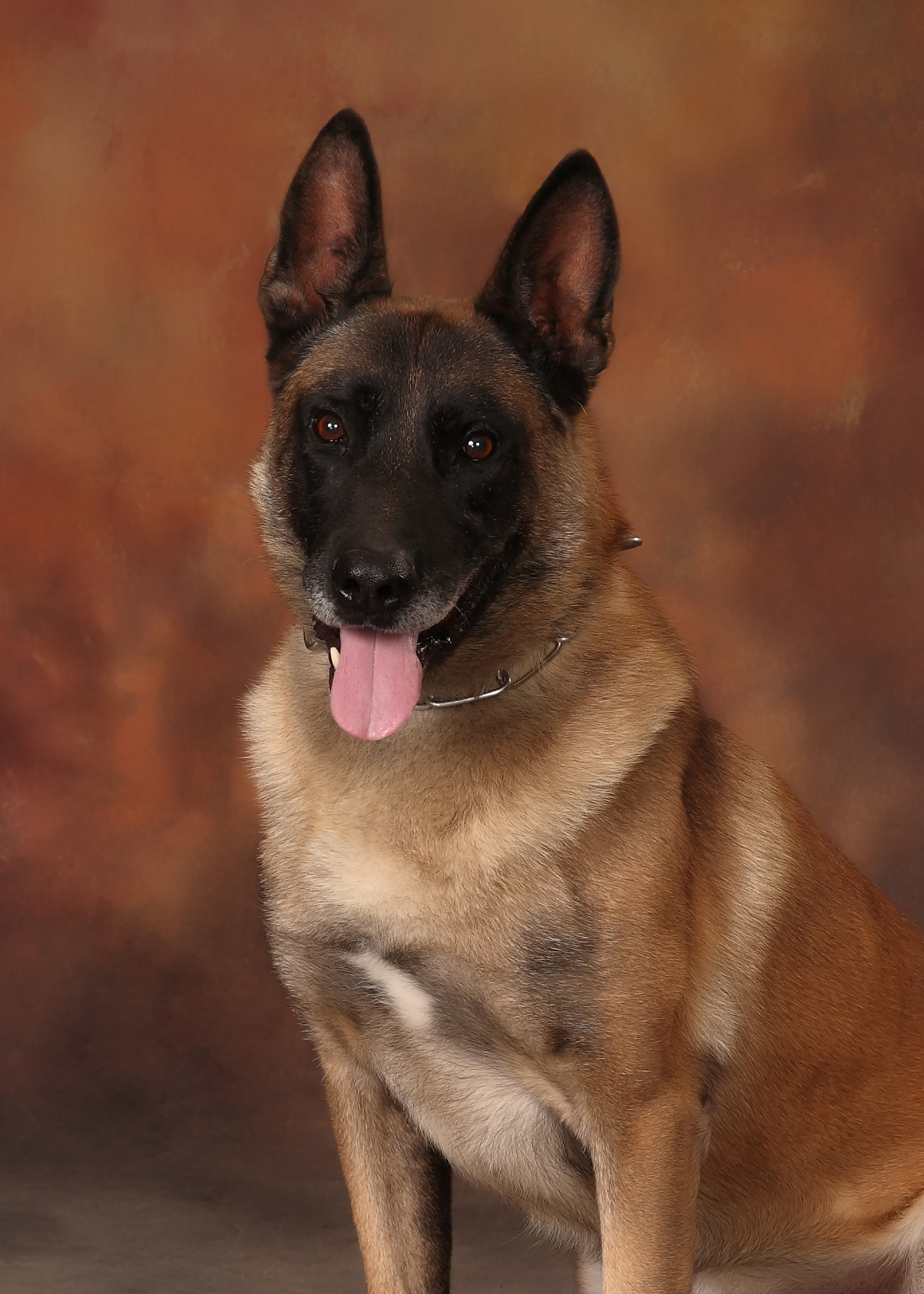 Image of Bobby - police service dog