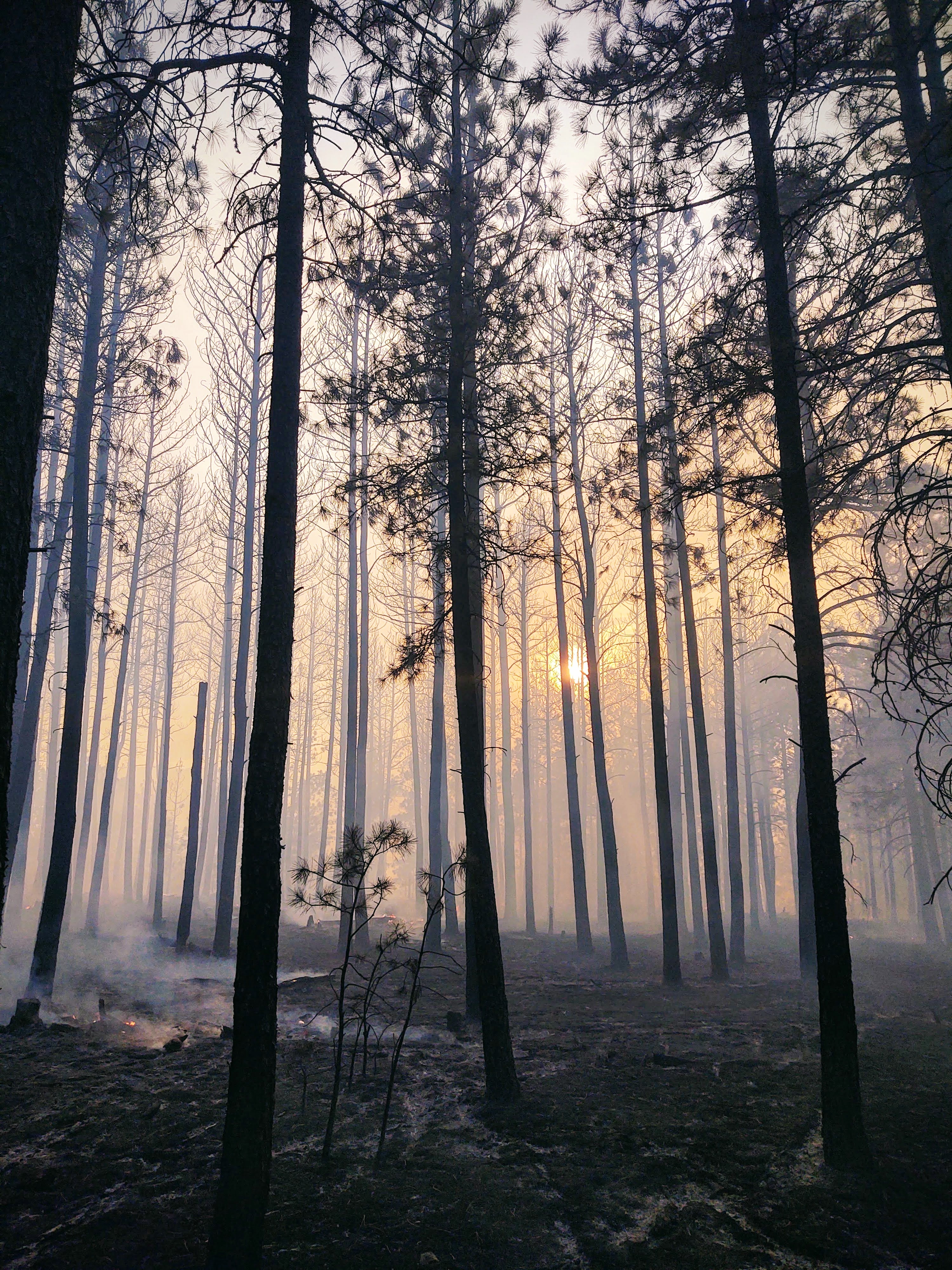 Image of tall pine trees with residual smoke near the ground and the sun obscured by grey smoke