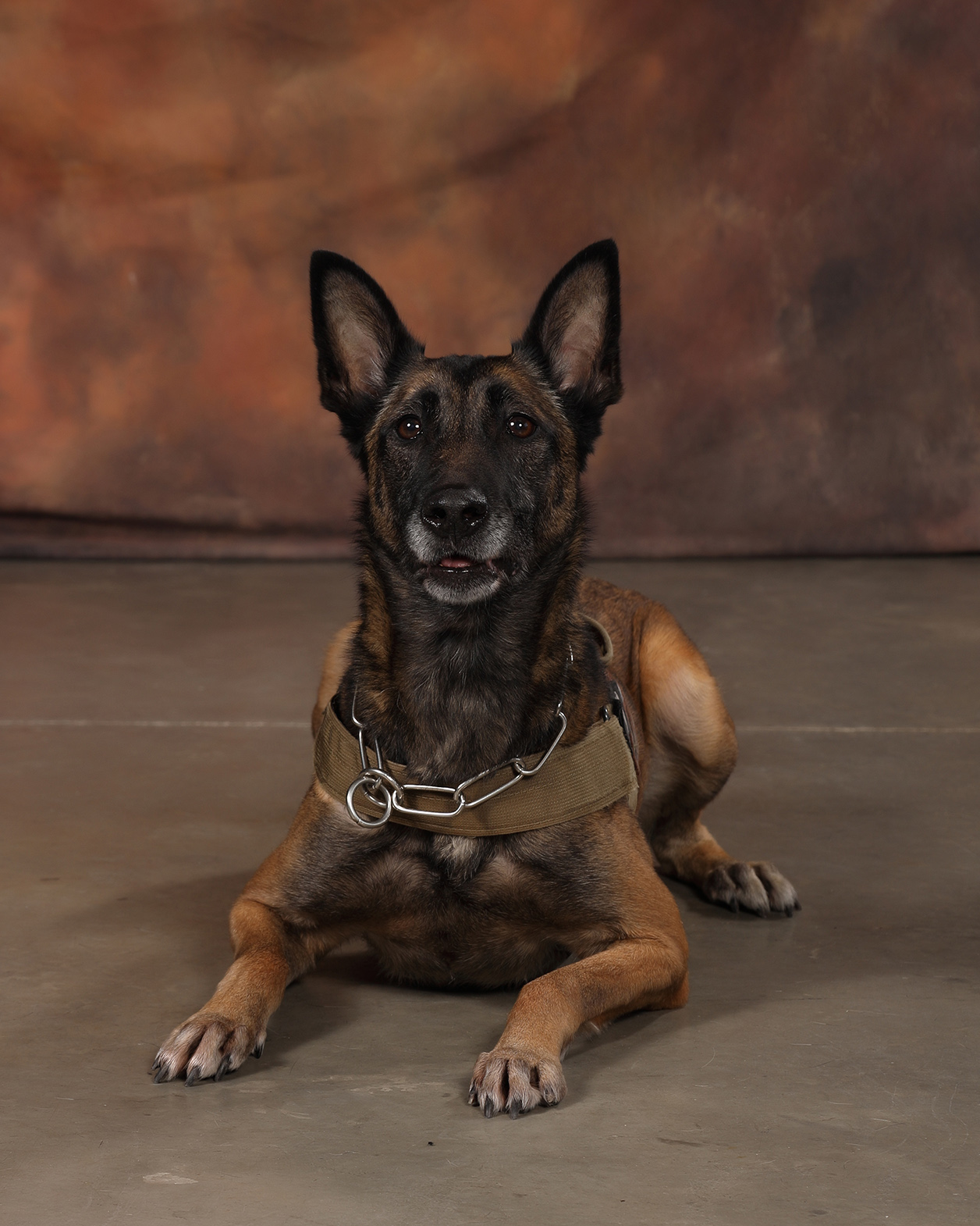 Image of Sadie - police service dog