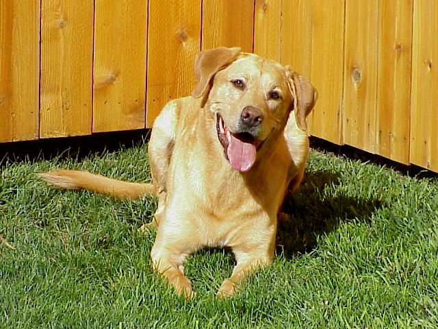 Image of Crocket - police service dog
