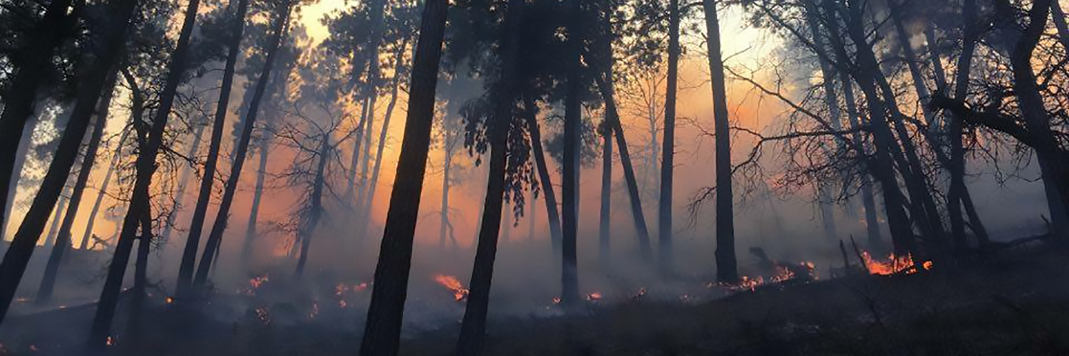 Image of forest backlit by wildfire with smoke infiltrating the silhouetted trees