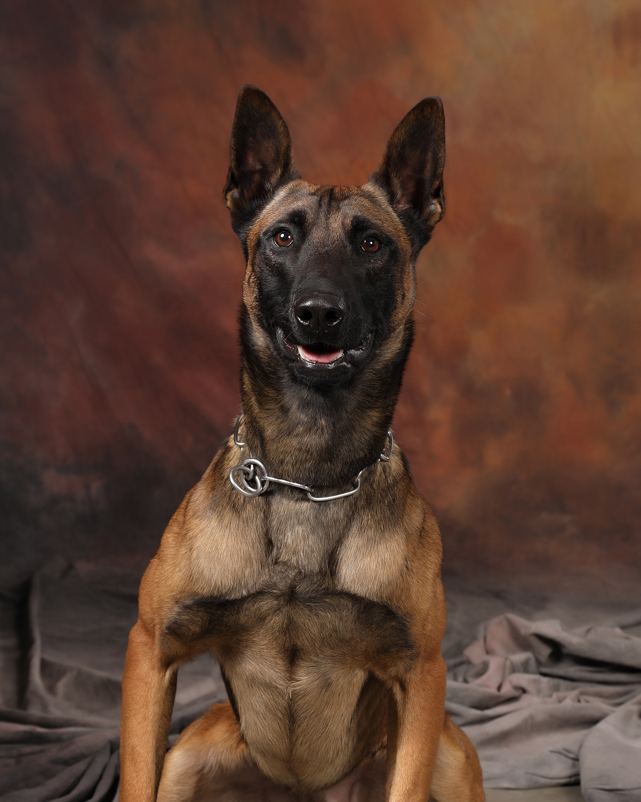 Image of Murph - police service dog