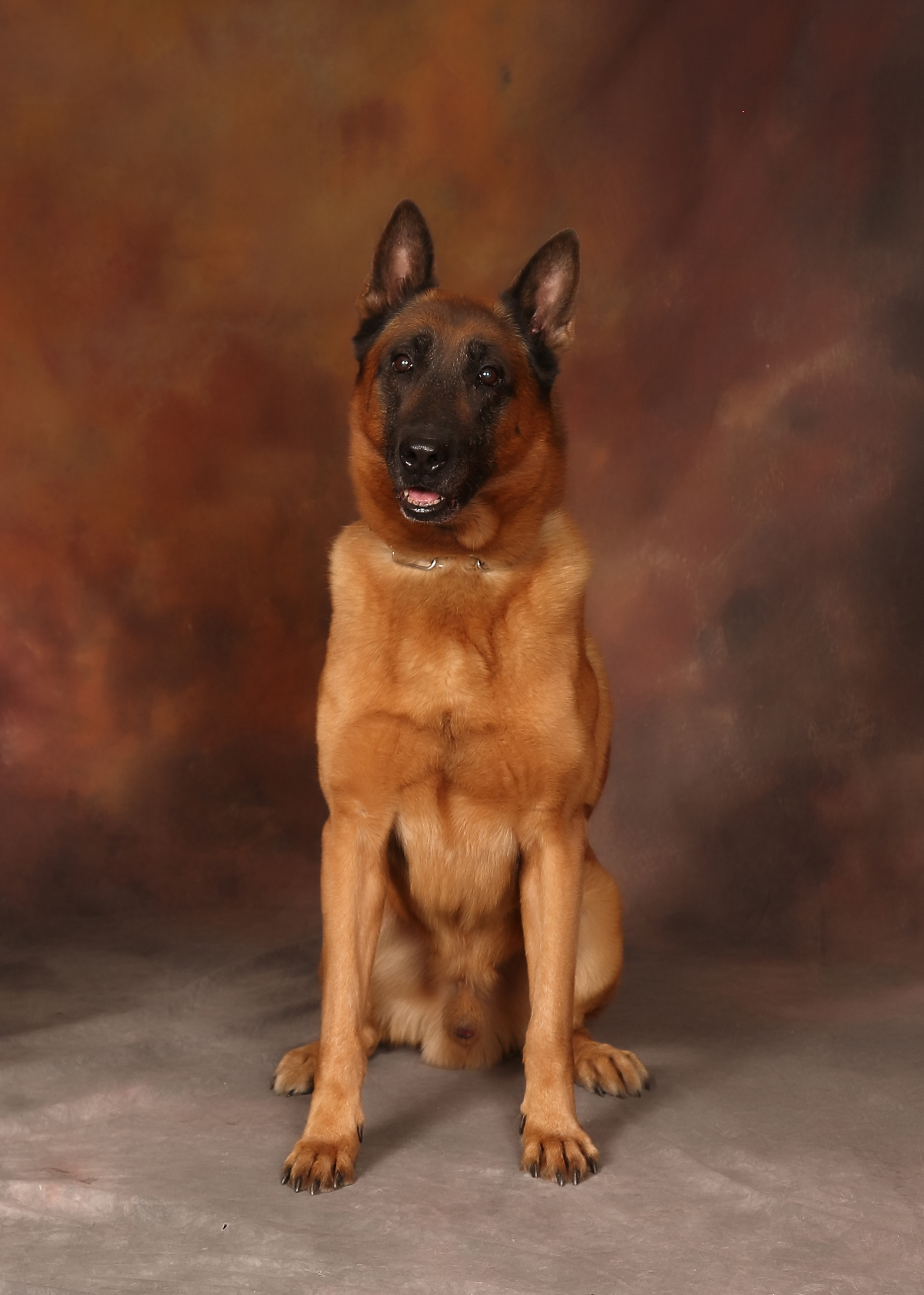 Image of Blitz - police service dog