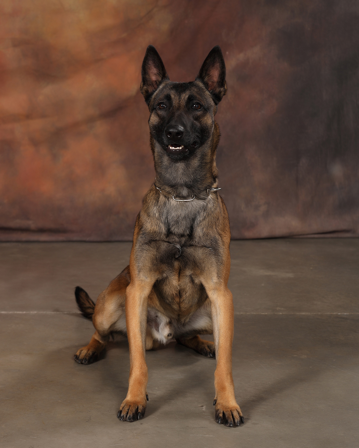 Image of Brio - police service dog
