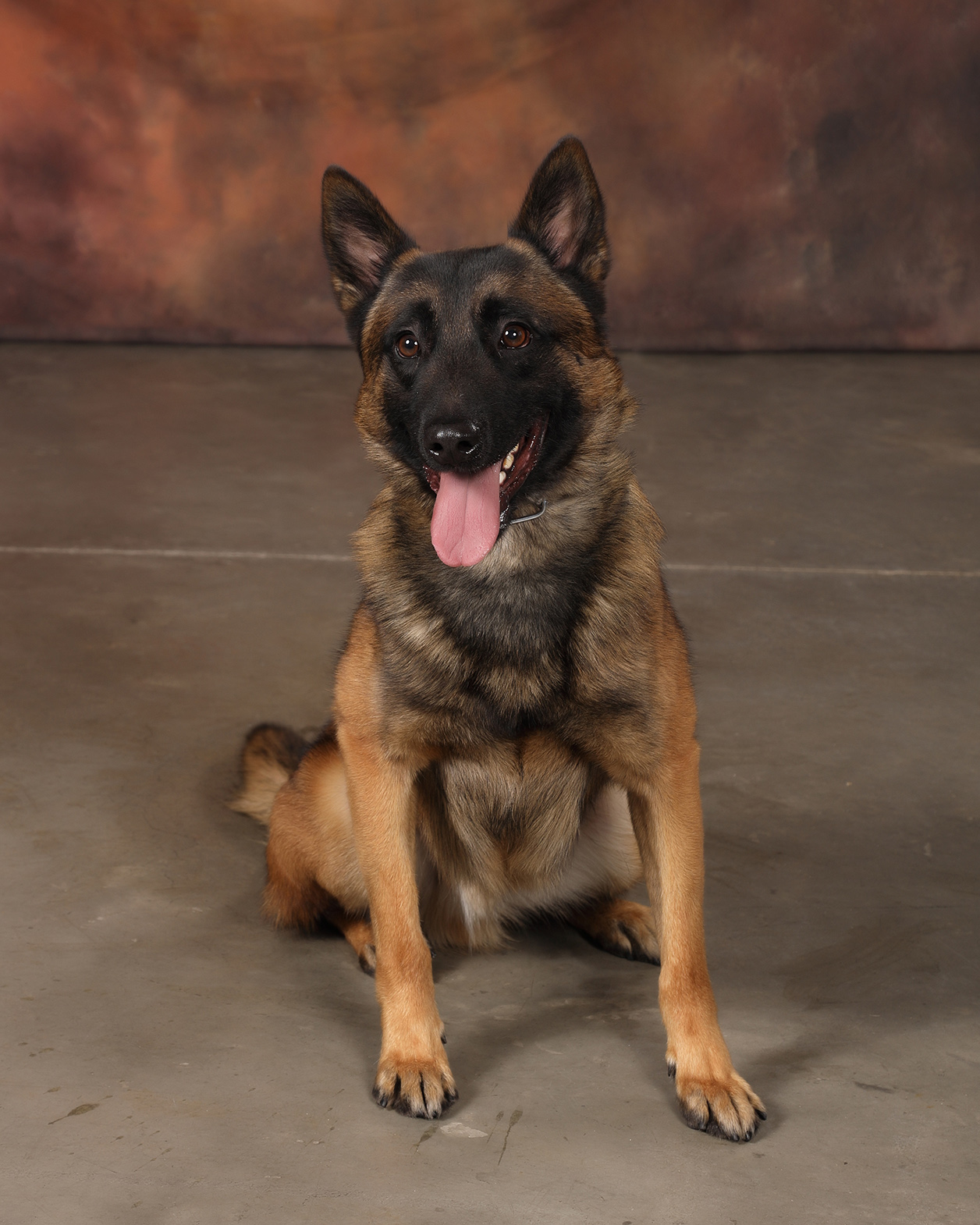 Image of Dax - police service dog