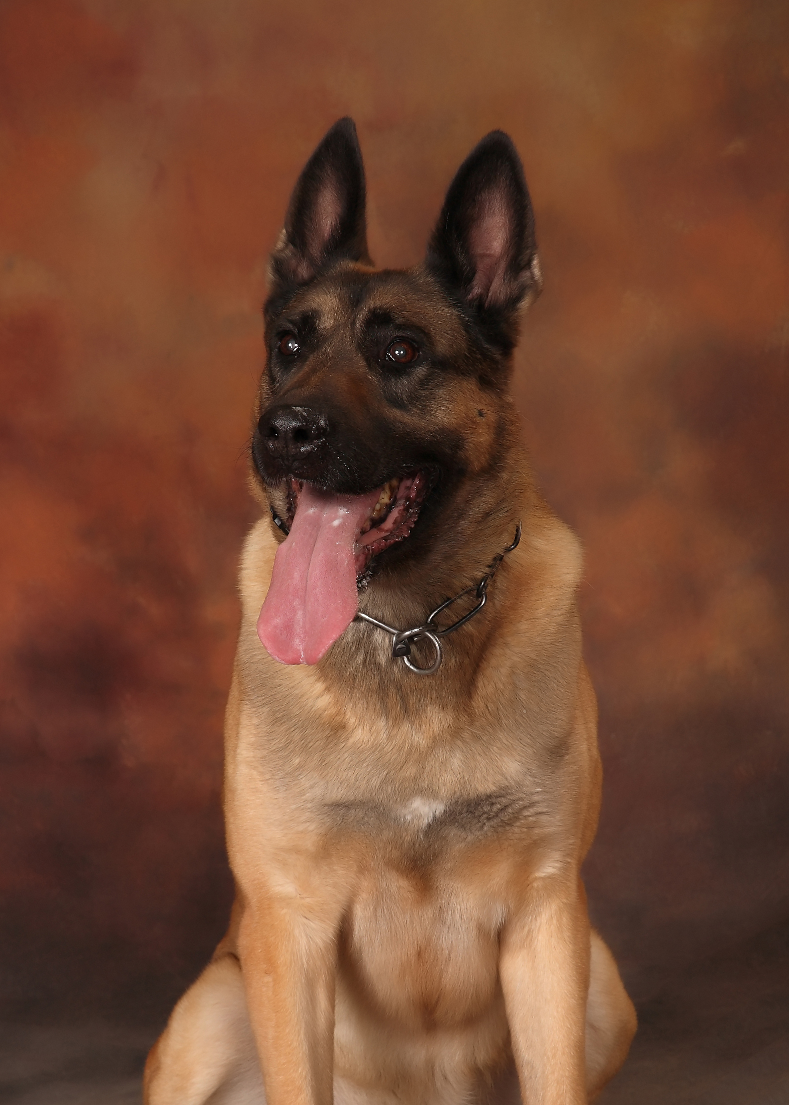 Image of Brix - police service dog