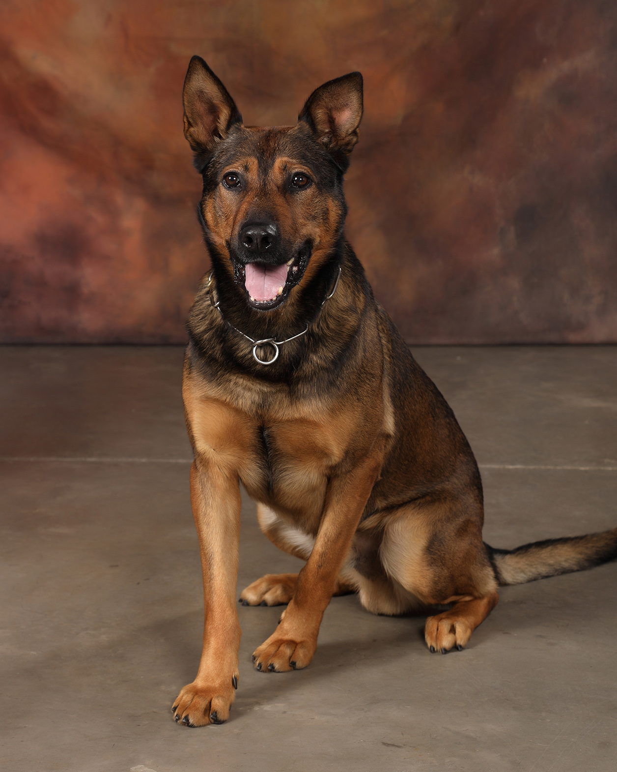 Image of Thor - police service dog
