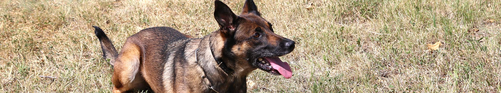 Police service dog laying on the grass