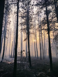 Image of tall pine trees with residual smoke near the ground and the sun obscured by grey smoke