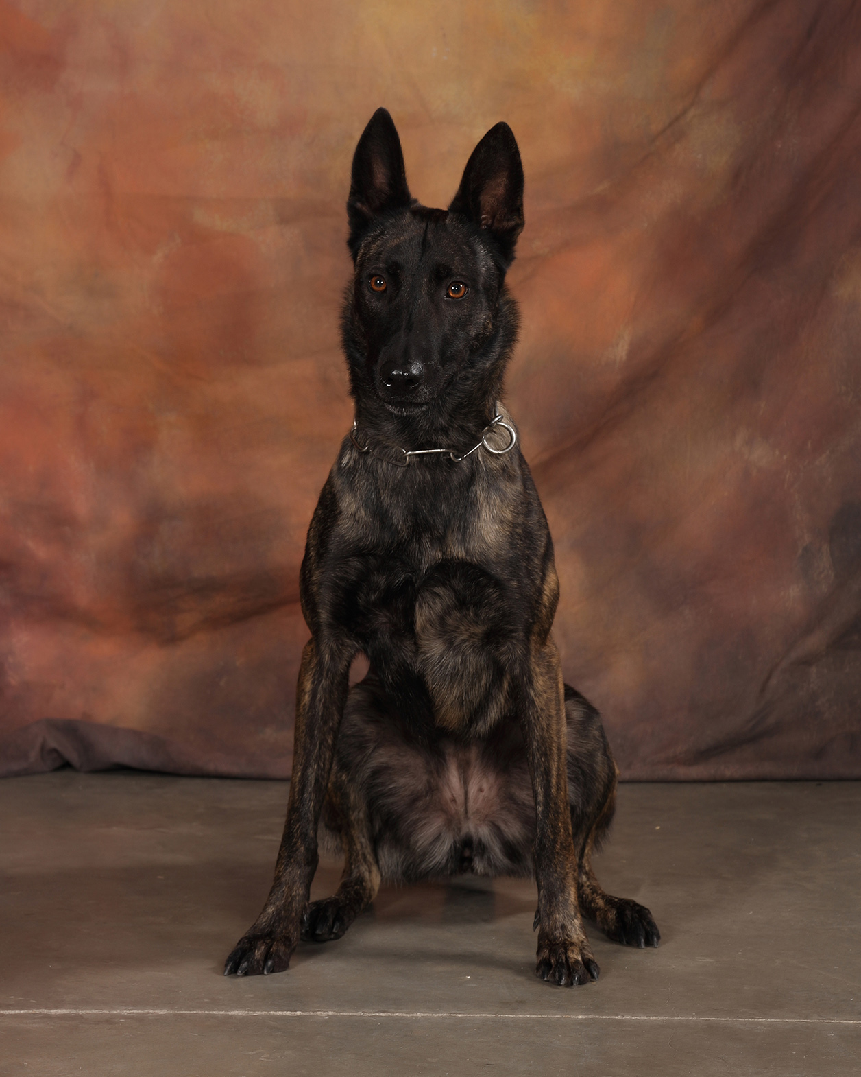 Image of Luna - police service dog