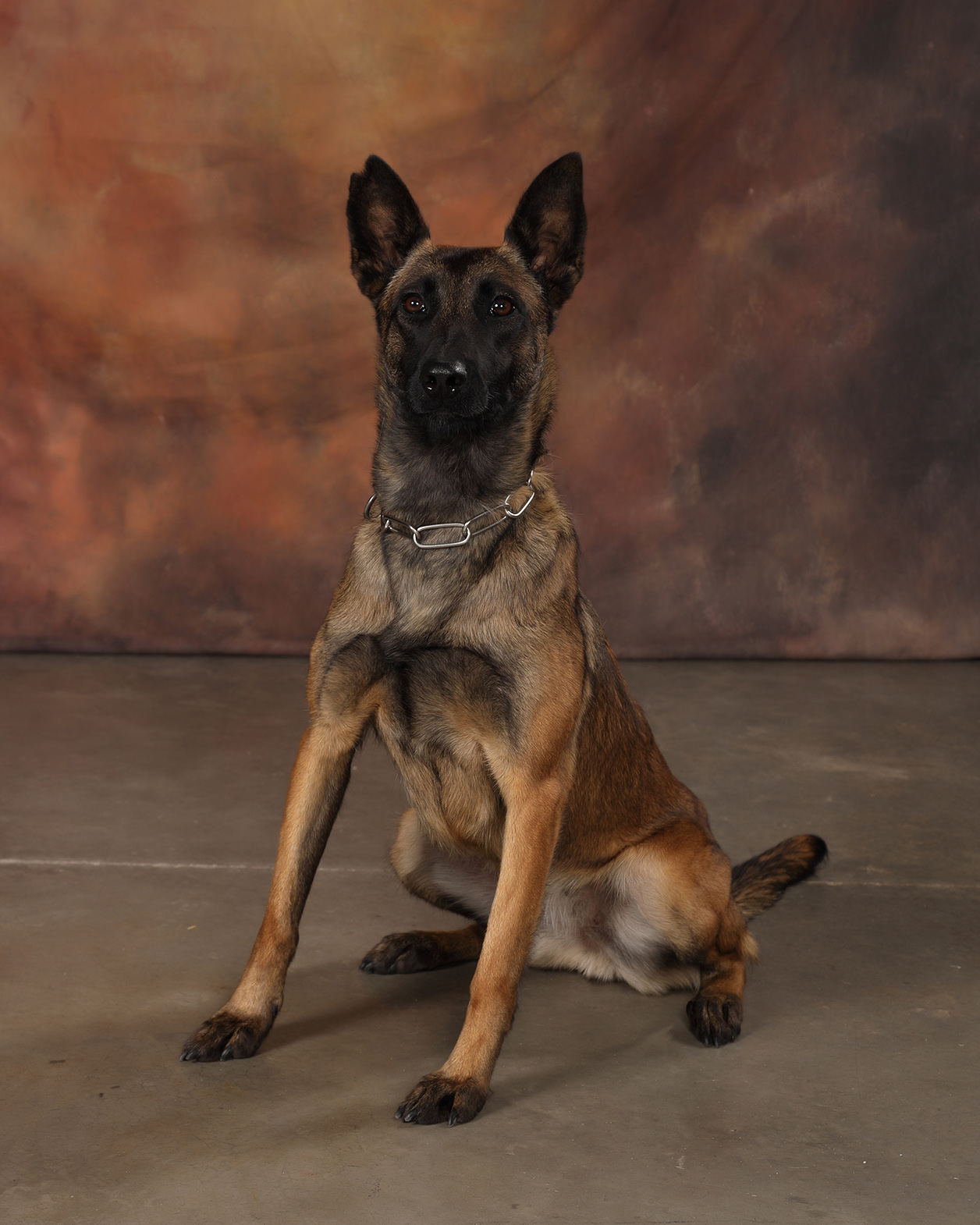 Image of Raya - police service dog