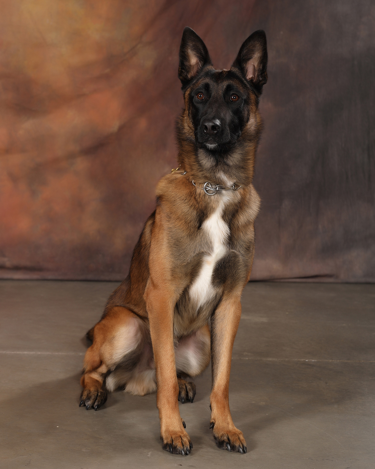 Image of Loki - police service dog