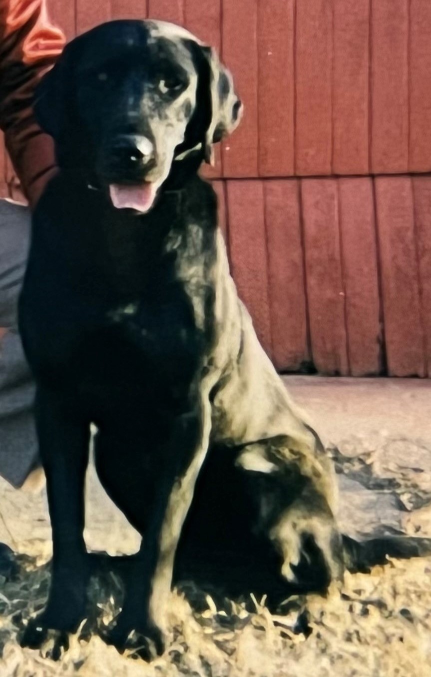 Image of PSD Jake