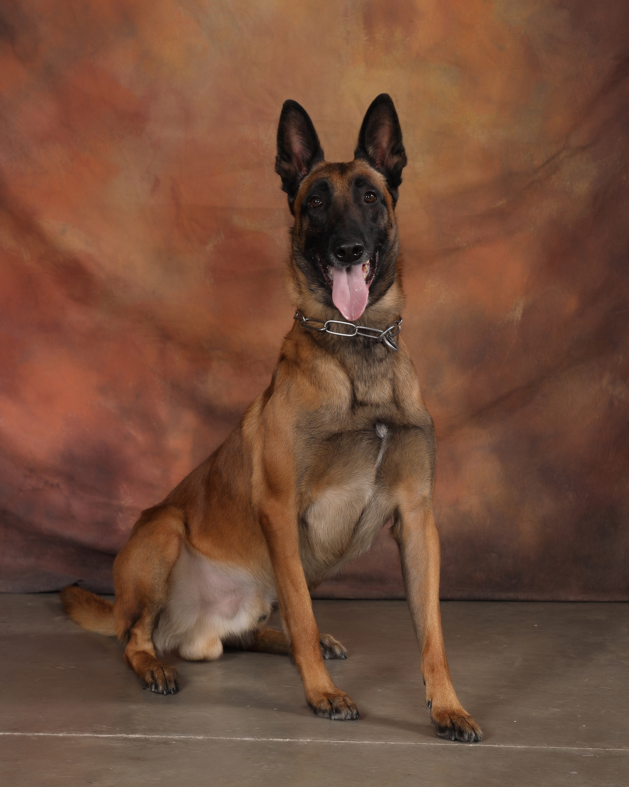 Image of Doc - police service dog