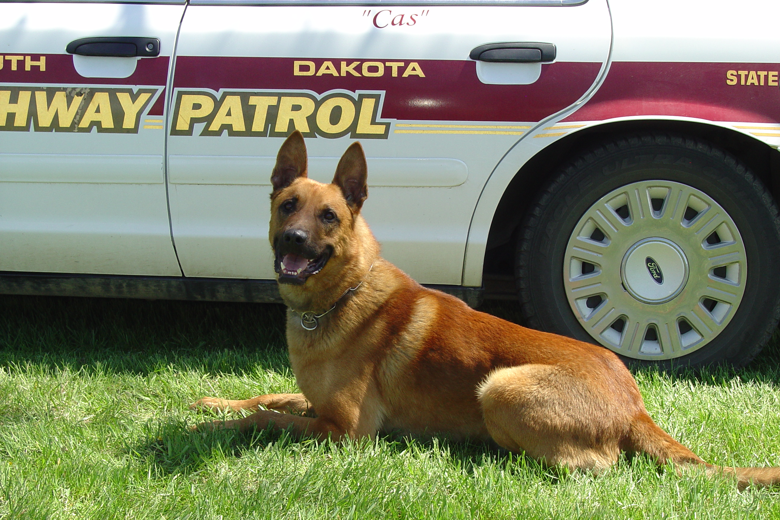 Image of Cas - police service dog