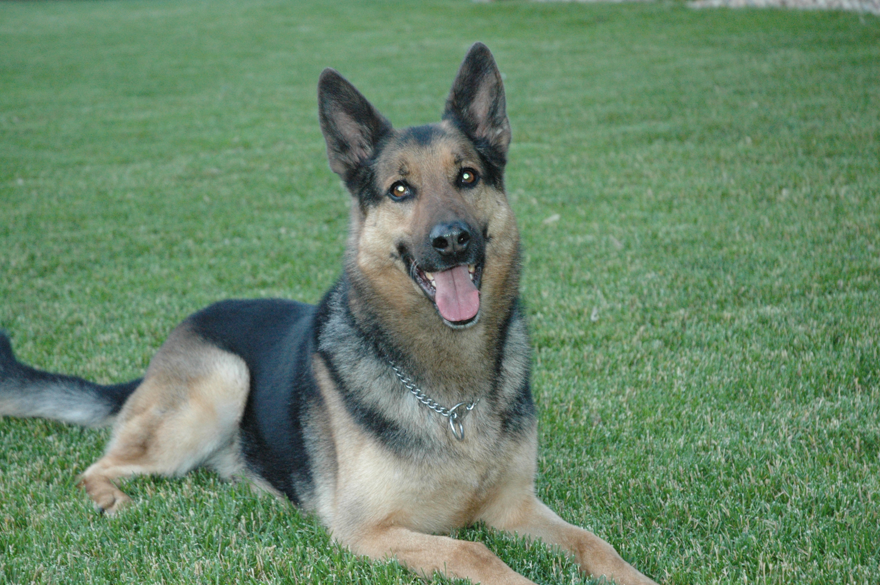 Image of PSD Omar