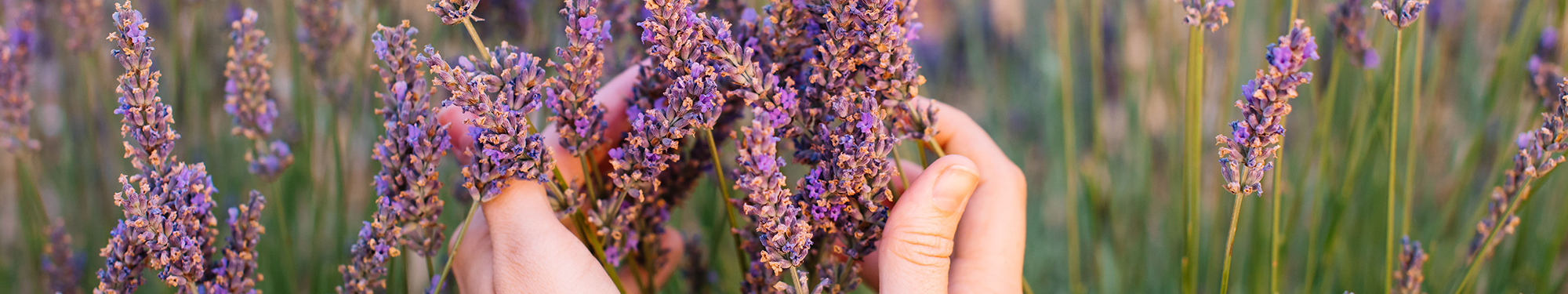 Image of woman's hands gently holding stalks of heather 