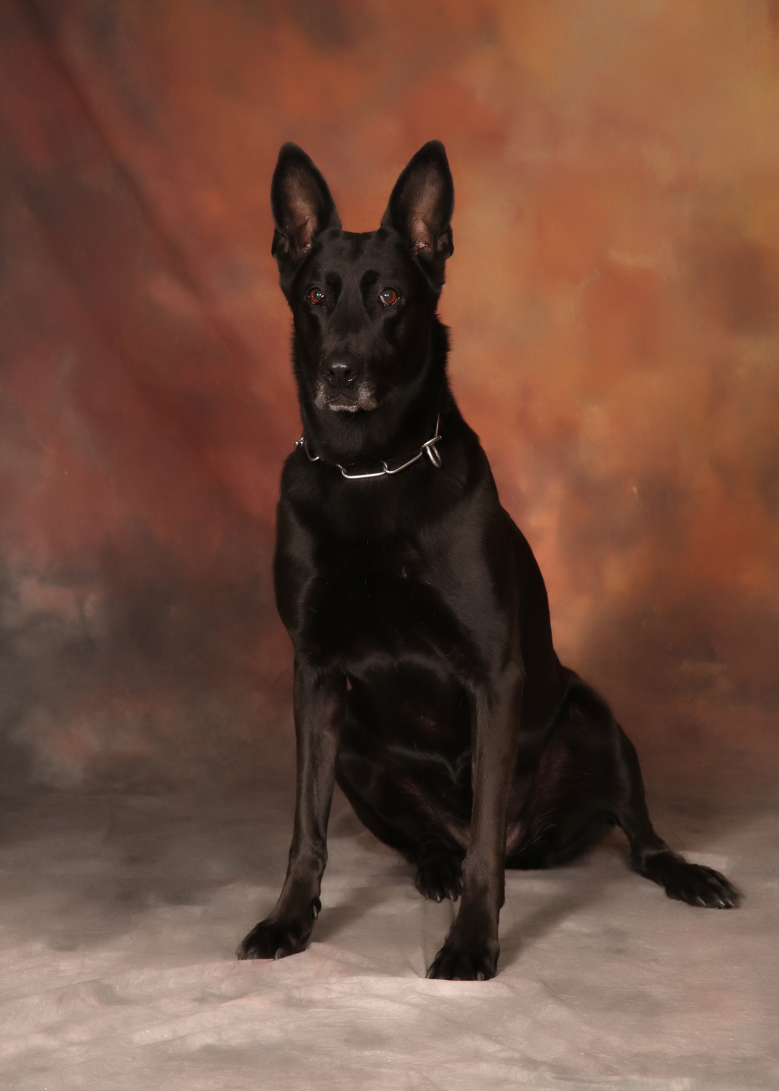 Image of Dina - police service dog